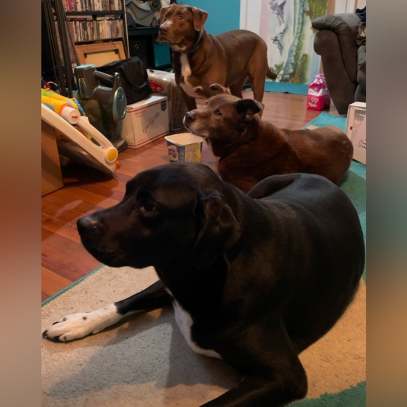 Meet your Posher, Sherrae - Picture 6 of 9